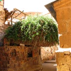 Burning bush in St. Catherine's Monastery