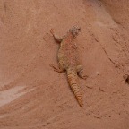 Agama in the White Canyon
