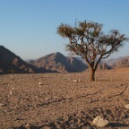 Sinai Desert Landscape