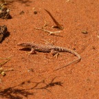 Fringe-toed Lizard in Wadi Hamra