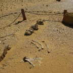 Whale Bones in Wadi Heitan (Fayoum)