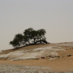 Acacia Tree in the White Desert