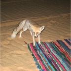 Desertfox